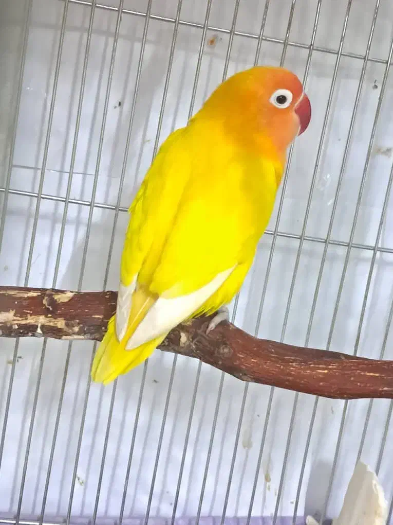 طوطی برزیلی مولد|پرنده|اصفهان, ملک‌شهر|دیوار