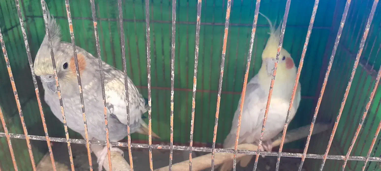 دو عدد عروس هلندی|پرنده|سلمان‌شهر, |دیوار