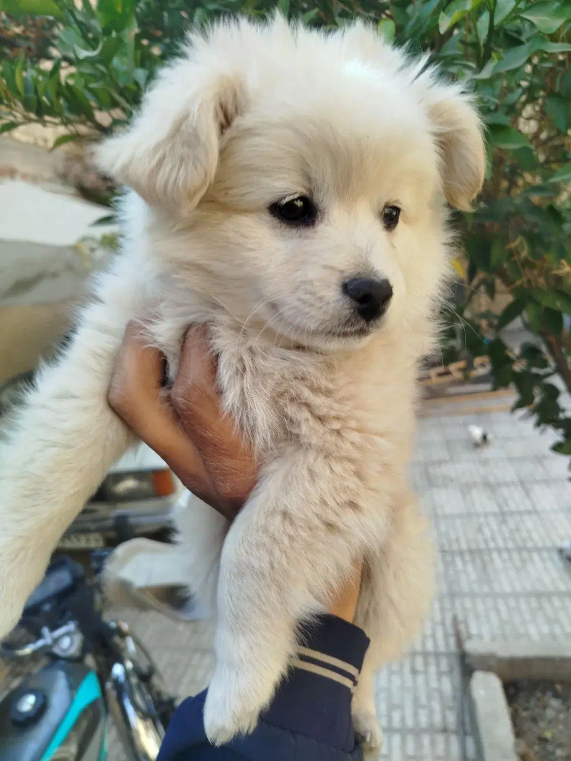 پامریعن عروسکی توله دو ماه|سگ|اصفهان, قائمیه|دیوار