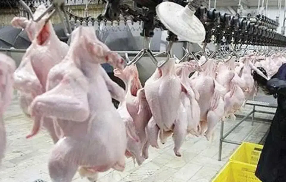 آگهی استخدام نیروی کار|استخدام صنعتی، فنی، مهندسی|امامزاده عبدالله, |دیوار