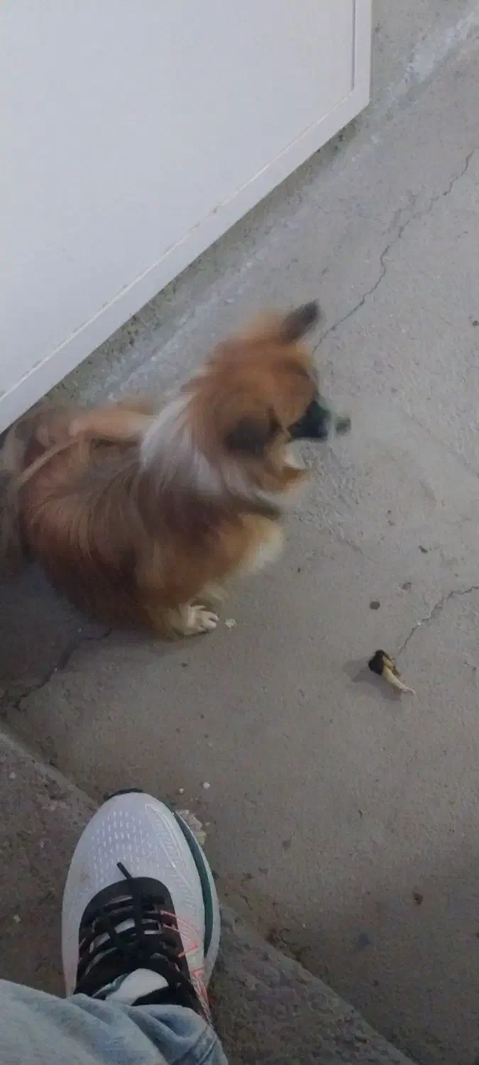 سگ خوب ماده|سگ|زرندیه, |دیوار