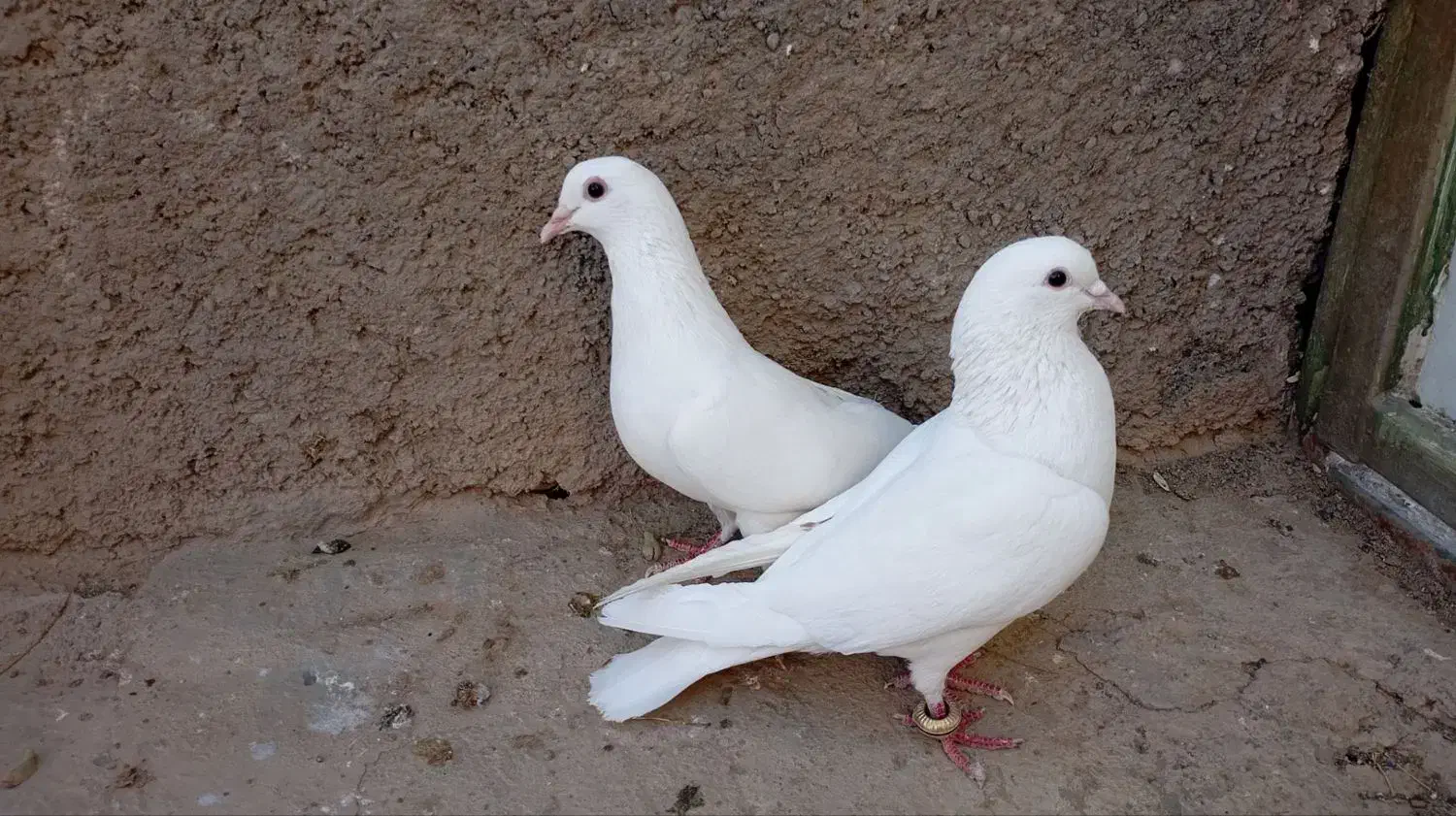 کبوتر|پرنده|جغتای, |دیوار