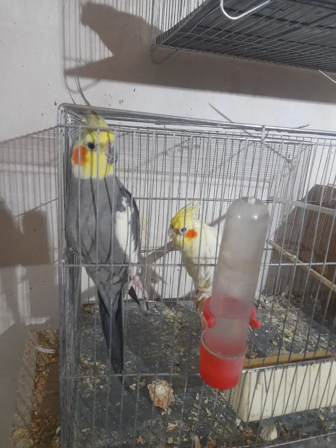 پرنده عروس هلندی مولد جوجه فنچ نرگسی|پرنده|تهران, شکوفه (عبدل آباد)|دیوار