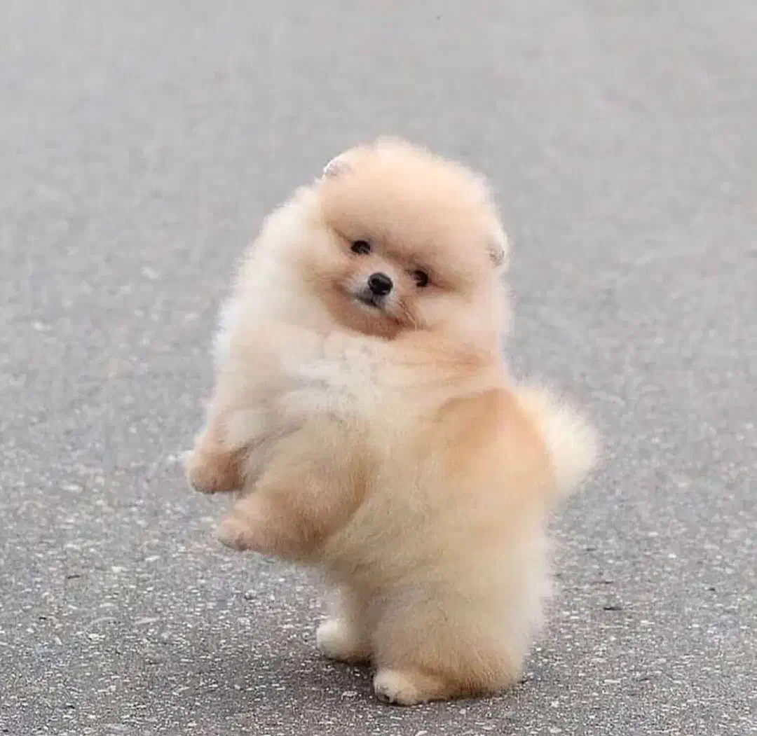 سگ پامر پامرانین دوسر خرسی بو فیس|سگ|رشت, جماران|دیوار