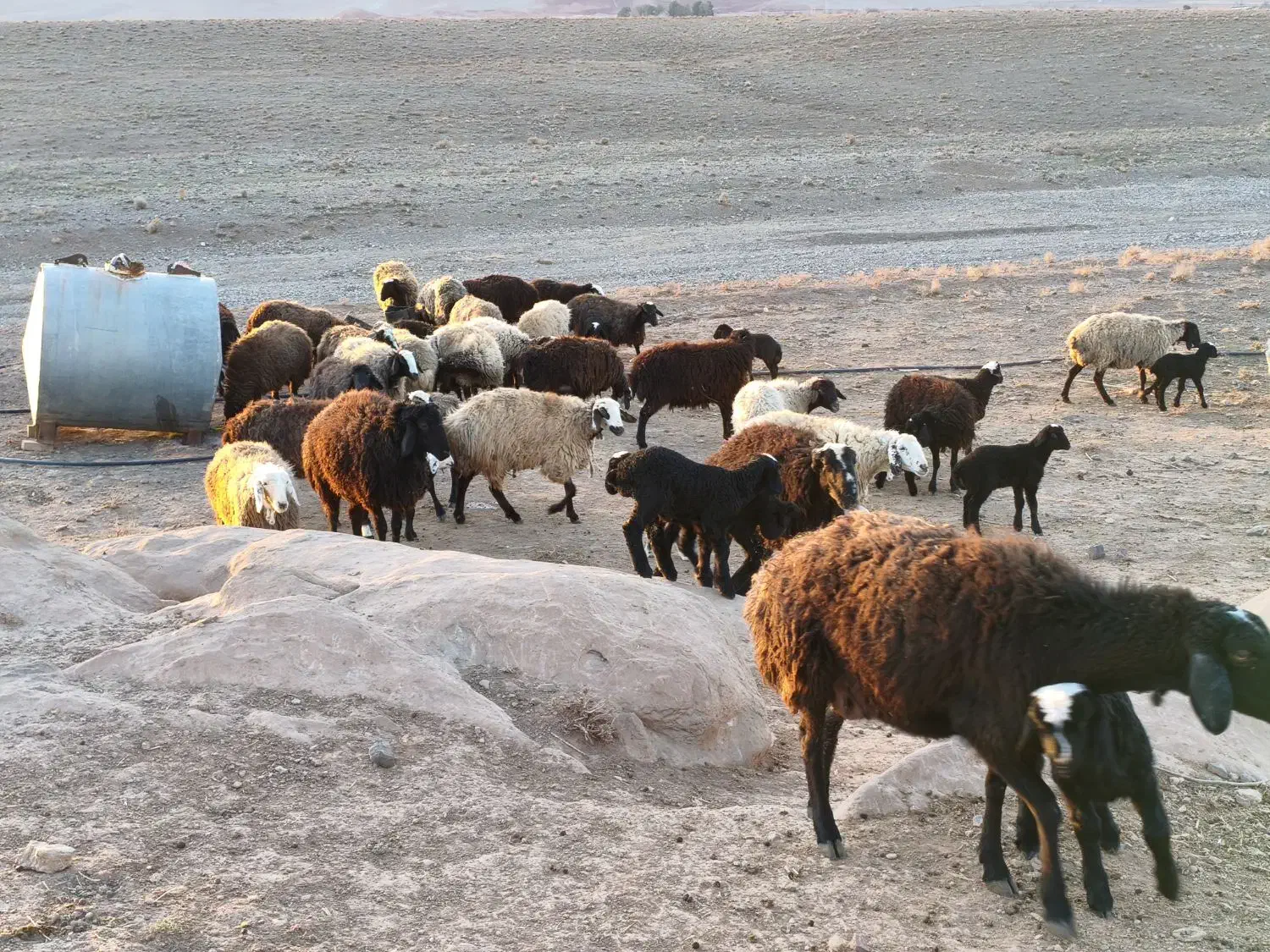 20تا میش|حیوانات مزرعه|بوئین زهرا, |دیوار