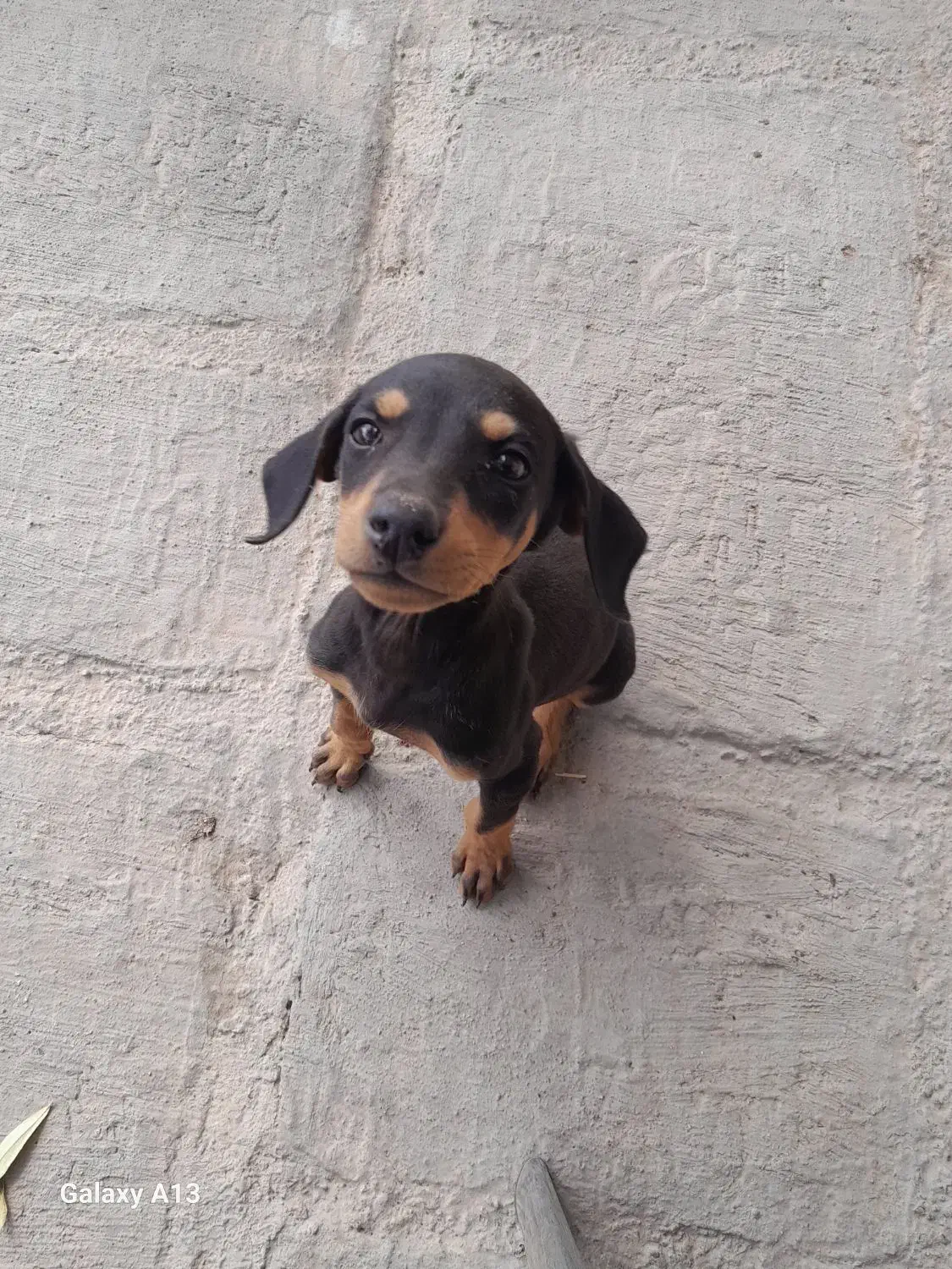 واگذاری دوبرمن مشکی ماده|سگ|تهران, تهرانپارس غربی|دیوار