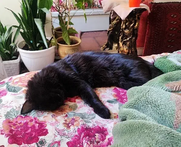 واگذاری بچه گربه و مادر|گربه|تهران, افسریه شمالی|دیوار