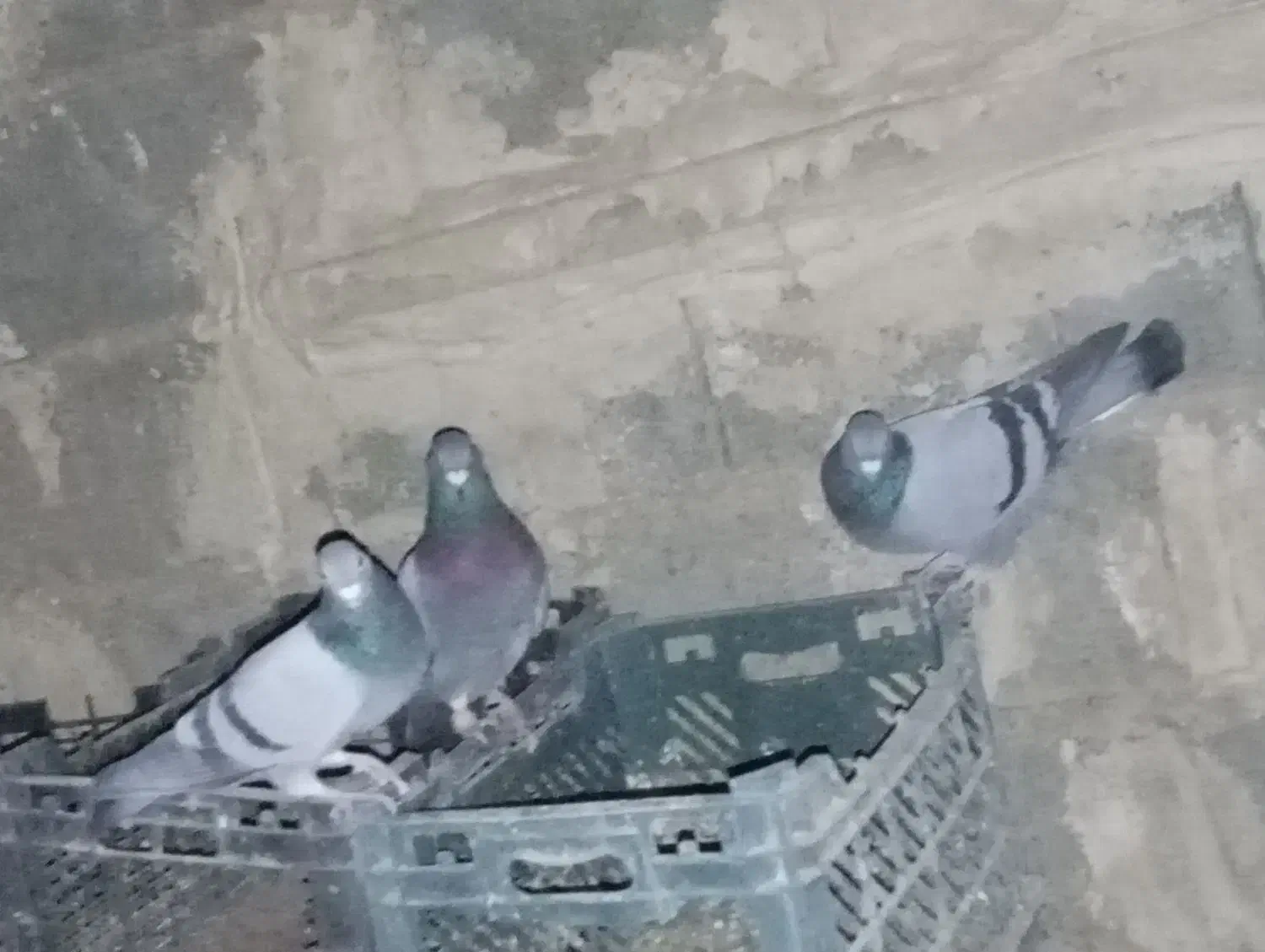 کبوتر پلاکی 40عدد|پرنده|سپیدان, |دیوار