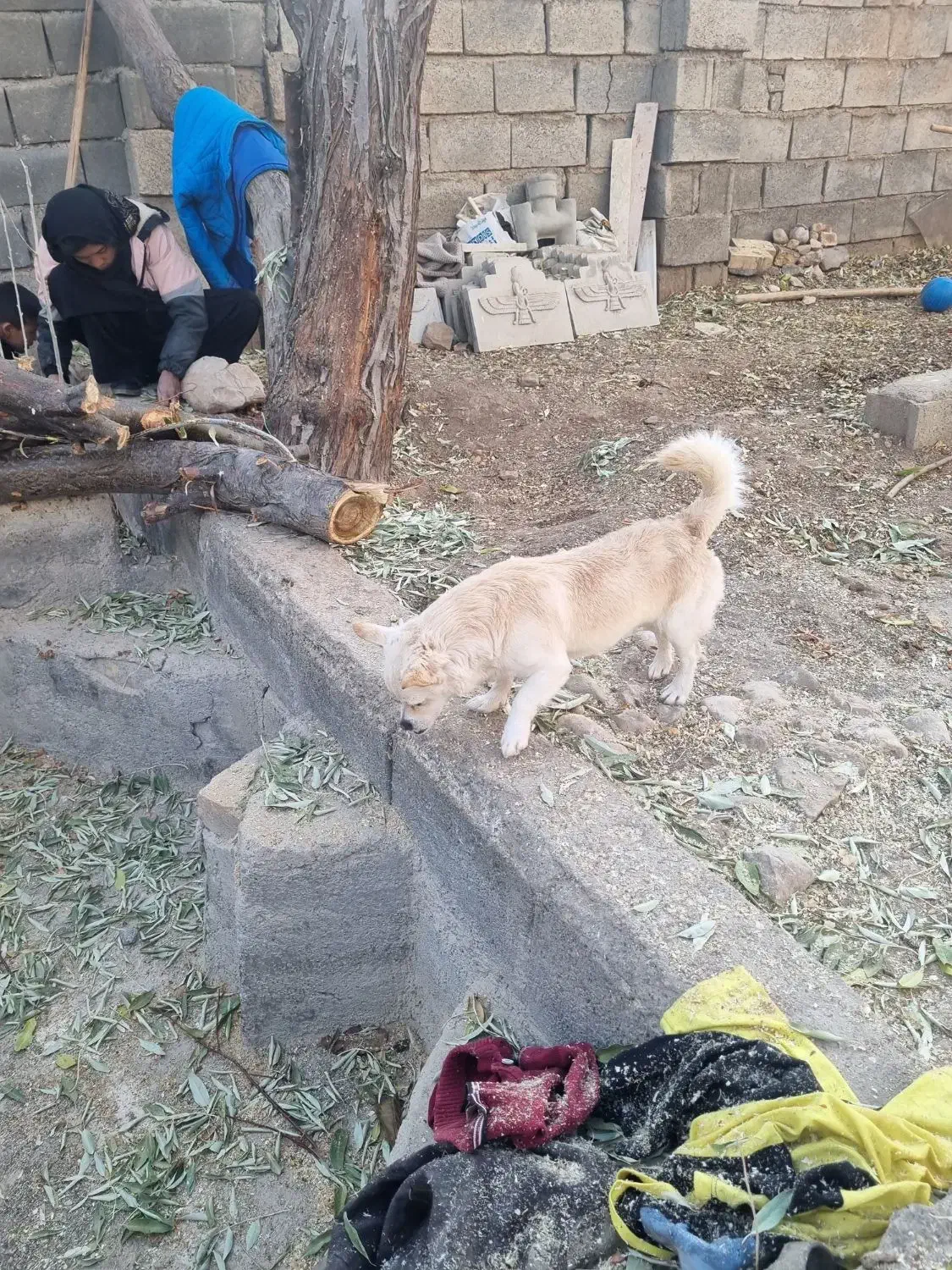 فروش مر غ وبوقلمون وسگ پاپی|حیوانات مزرعه|ساوه, |دیوار