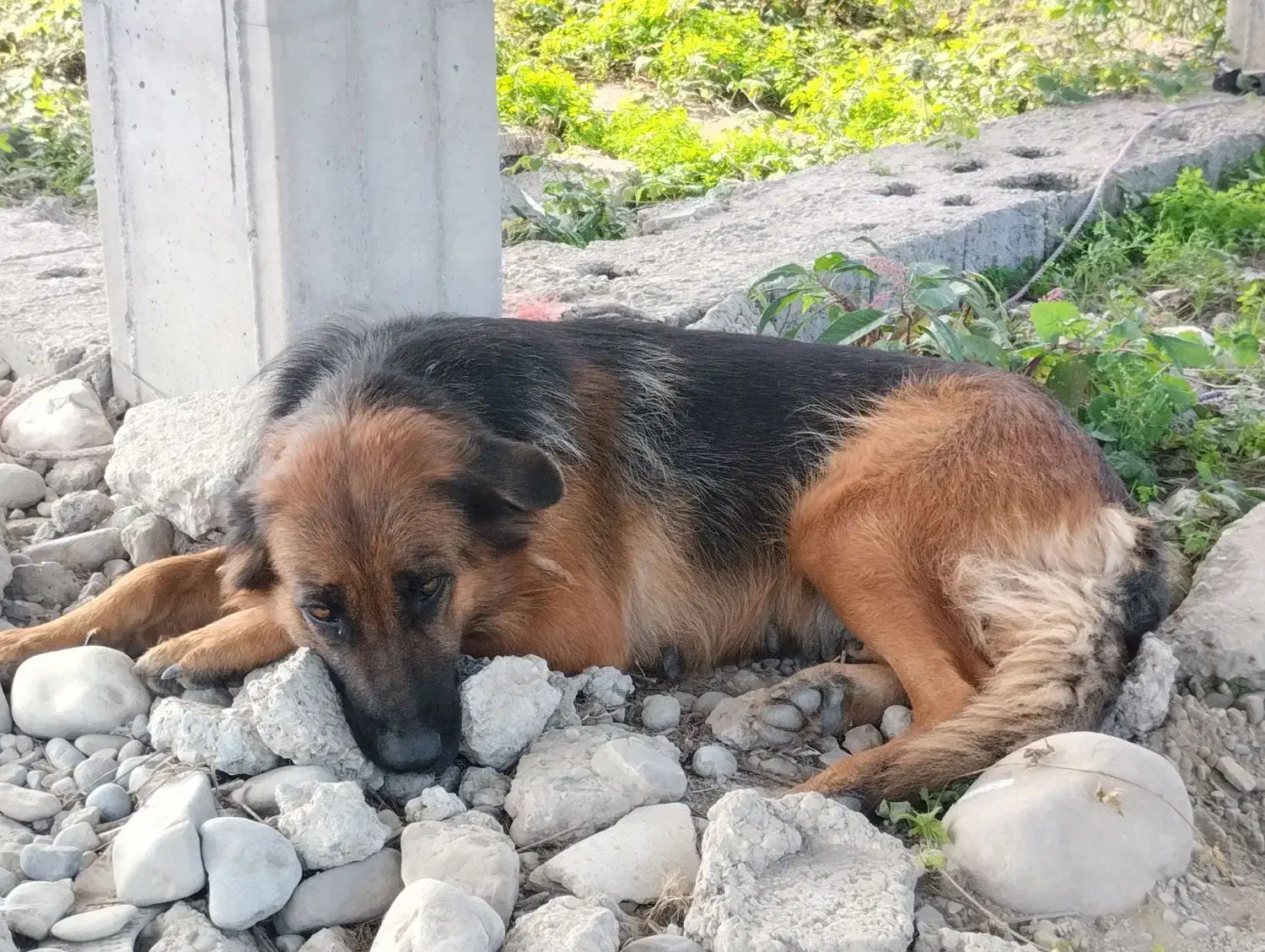 سگ ژرمن|سگ|نشتارود, |دیوار