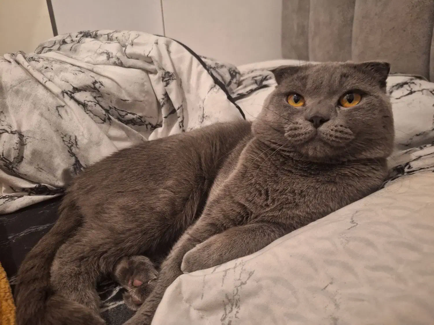 واگذاری گربه نر و ماده اسکاتیش بلو|گربه|محمدشهر, محمدشهر|دیوار