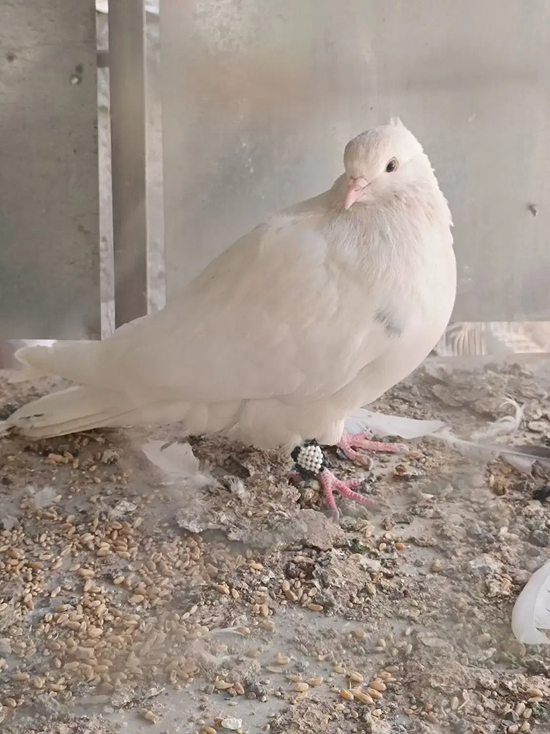 نر کاکلی|پرنده|شهر بابک, |دیوار