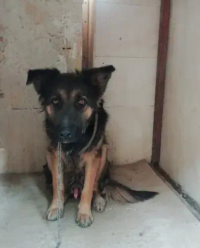 واگذاری سگ ژرمن|سگ|شیراز, شهرک بهار|دیوار