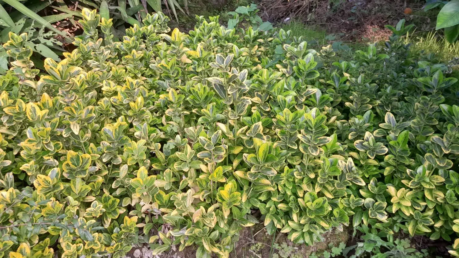 شمشاد های برگ ریز سبز و طلایی|گل و گیاه طبیعی|رودسر, |دیوار