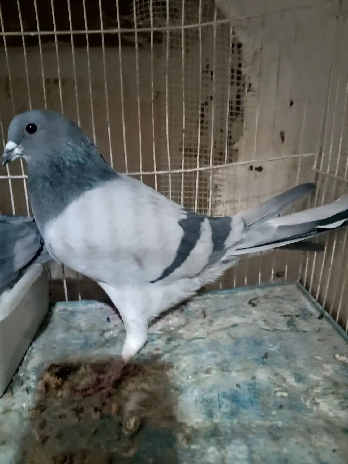 نر و ماده دمگیر فیروزه‌ای|پرنده|شاهین‌شهر, گزبرخوار|دیوار