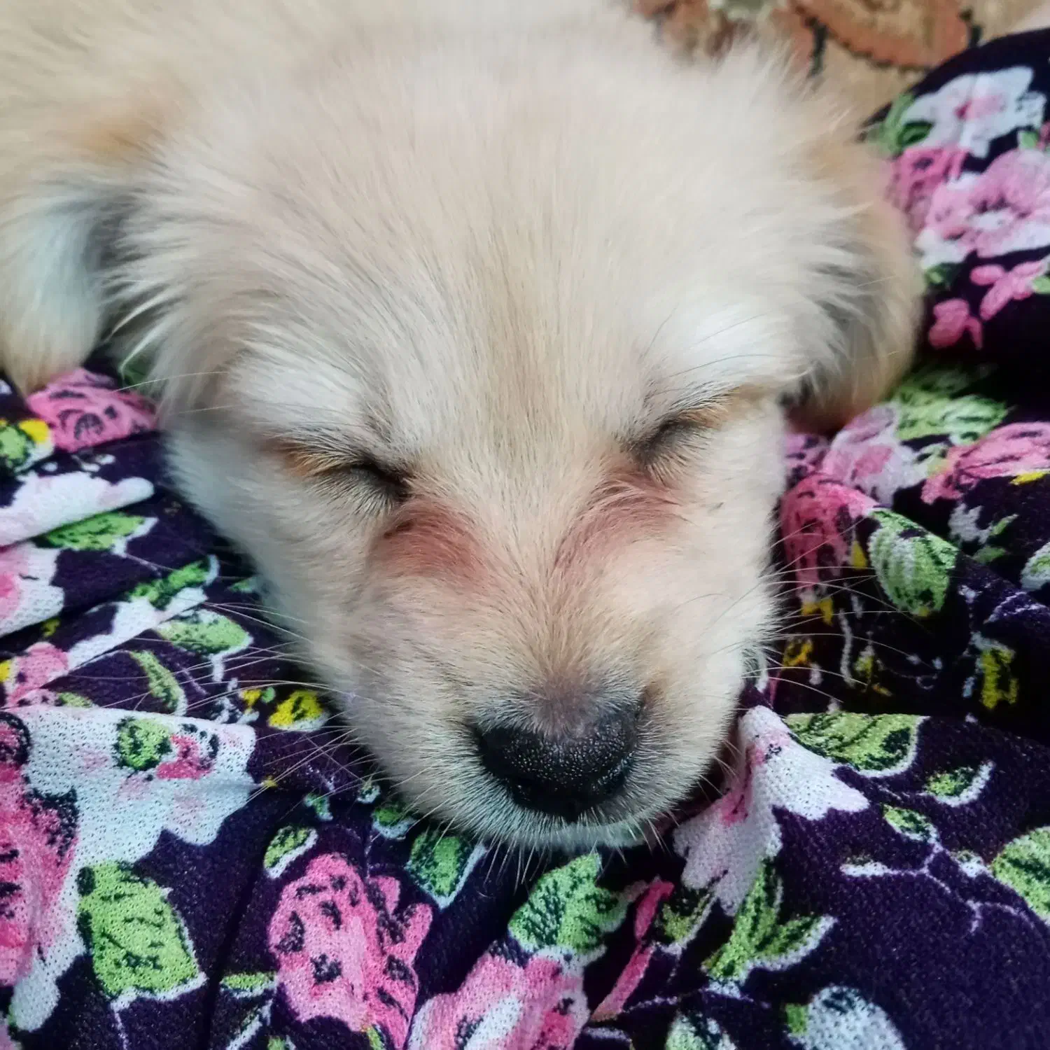 اشپیتز شیبا(روباهی و پامر)|سگ|فردیس, فردیس|دیوار