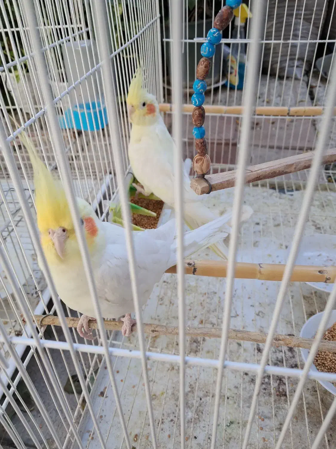 عروس هلندی لوتینو مولد دو جفت با دو جوجه|پرنده|قرق, |دیوار