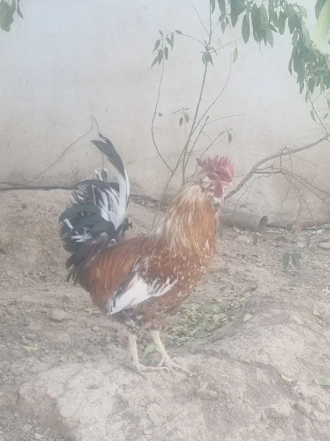 خروس محلی گلین اصل|حیوانات مزرعه|شیراز, ویلاشهر|دیوار