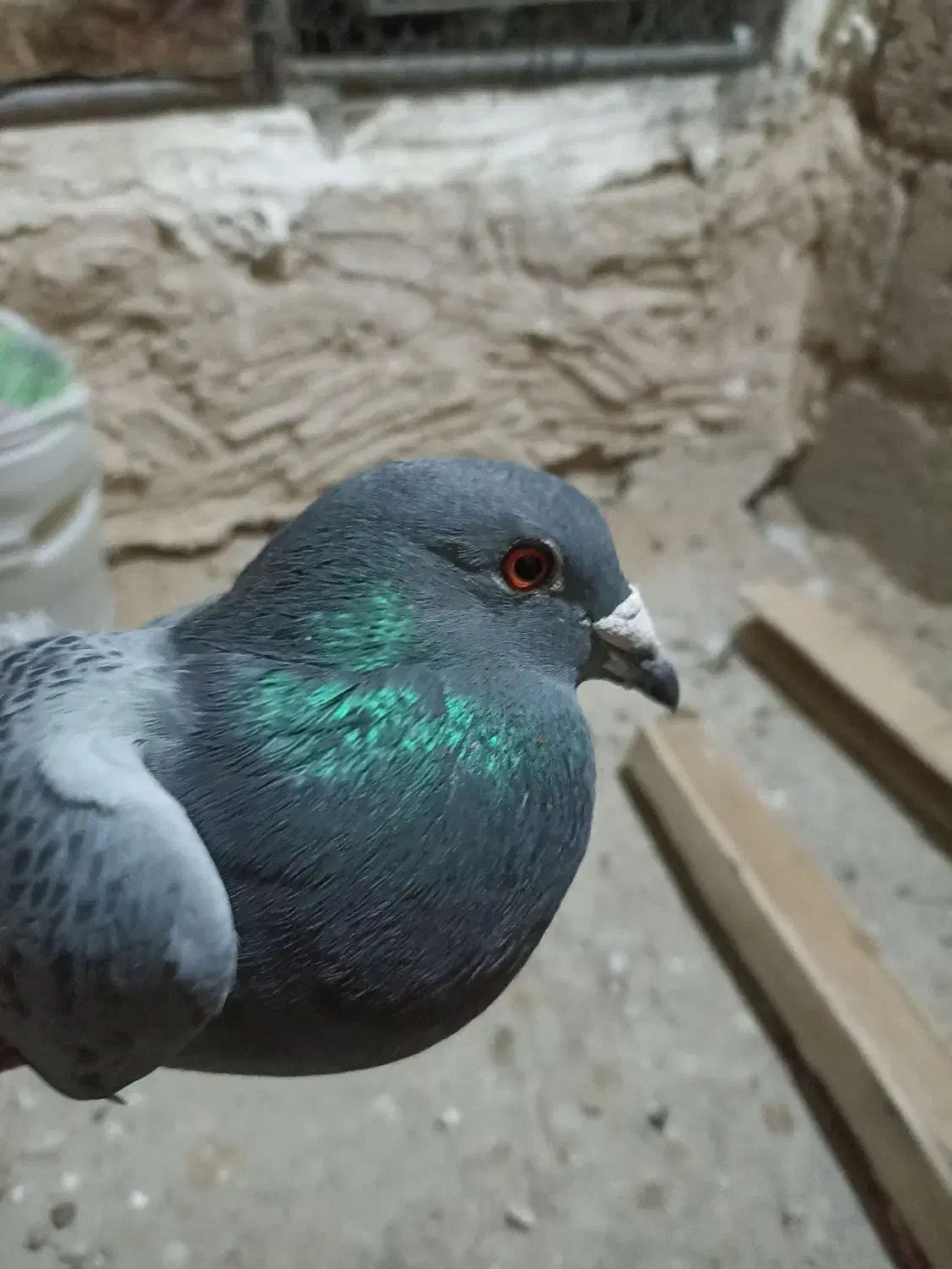 کفتر یا کبوتر پلاکی|پرنده|مبارکه, |دیوار