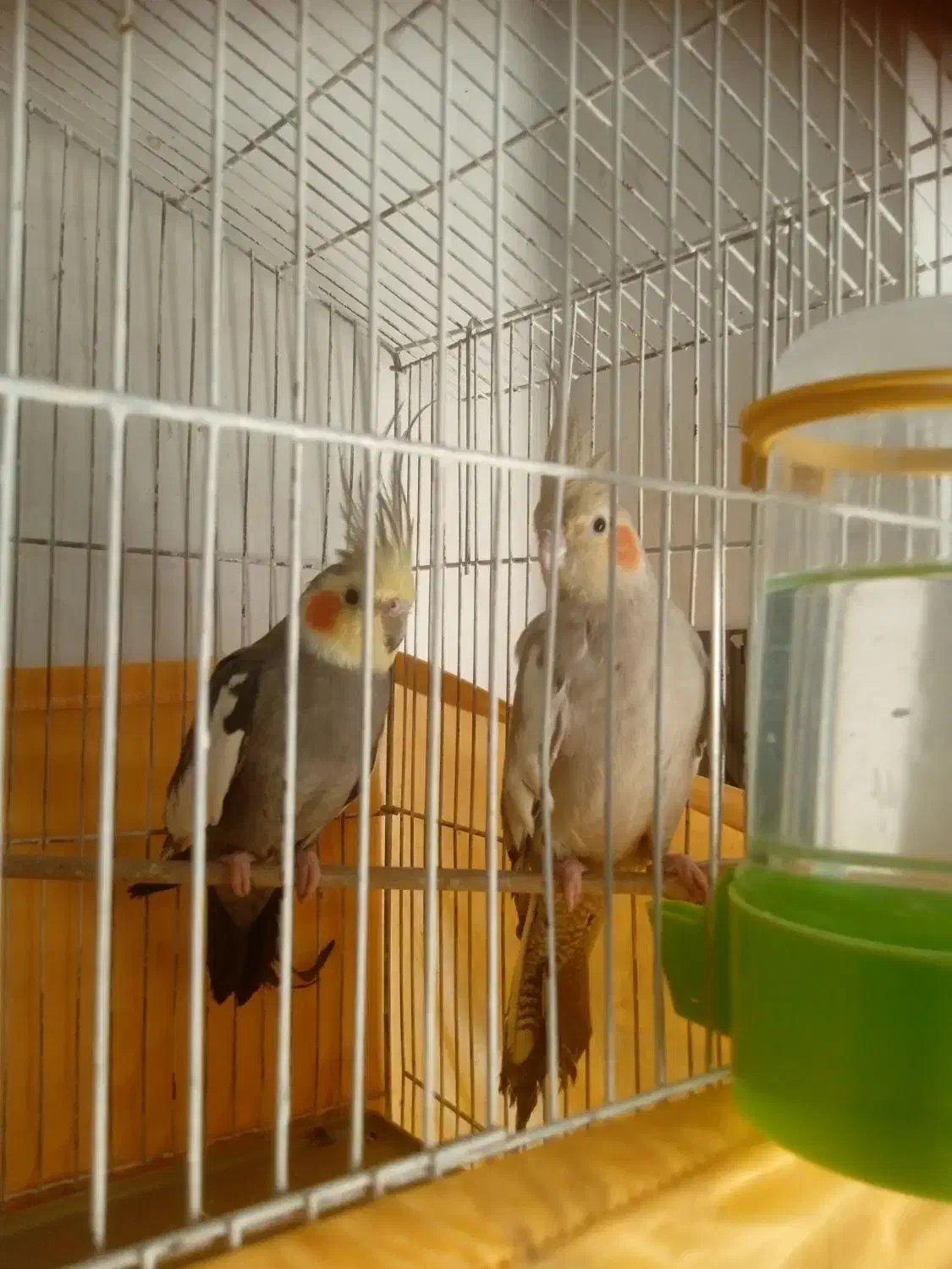 عروس پاریس|حیوانات|اهواز, منبع اب|دیوار