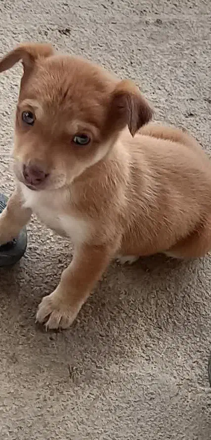 سگ پاکوتاه اشپیس|سگ|خان ببین, |دیوار