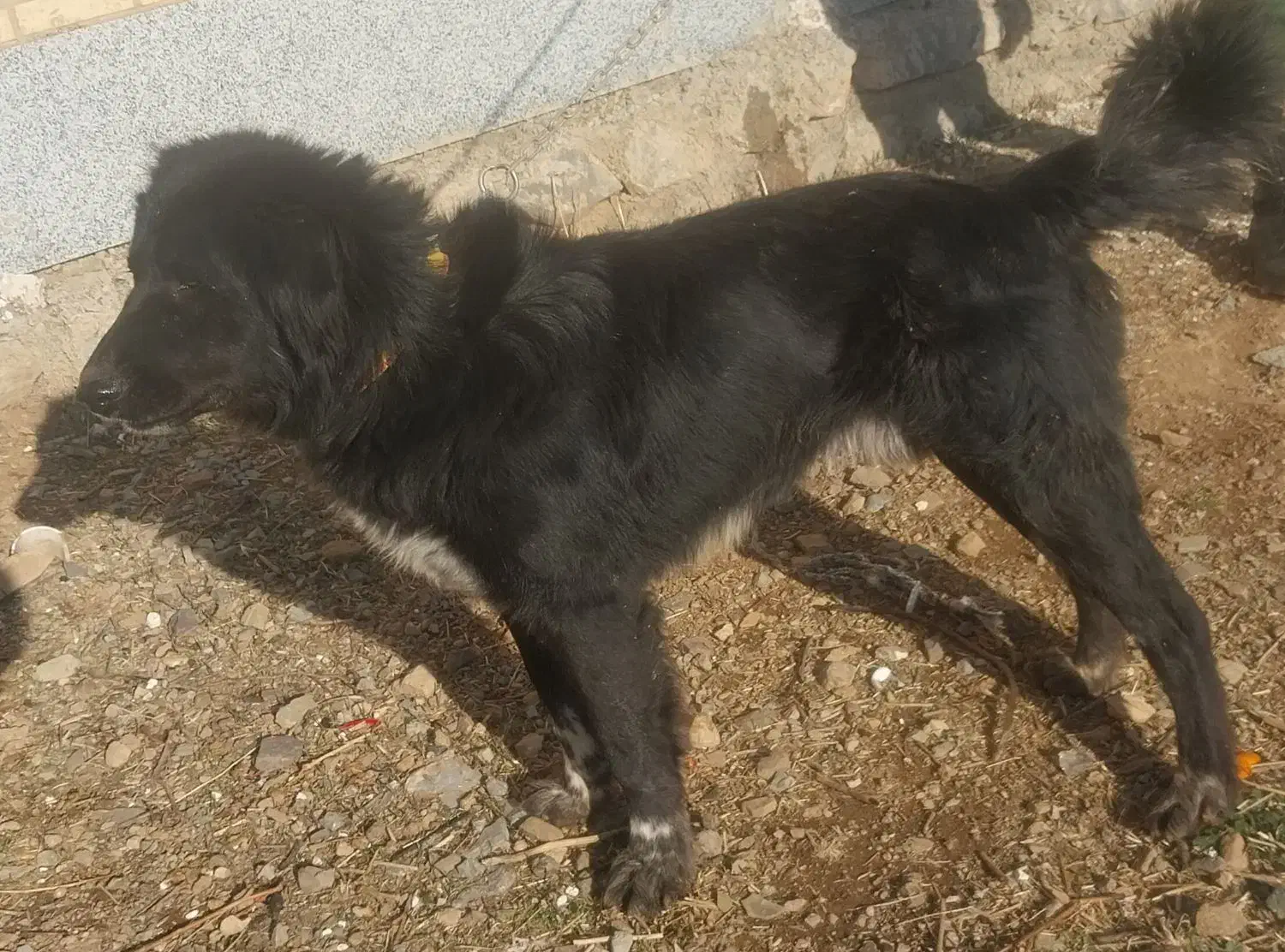 قدرجونی نر|سگ|کنگاور, |دیوار