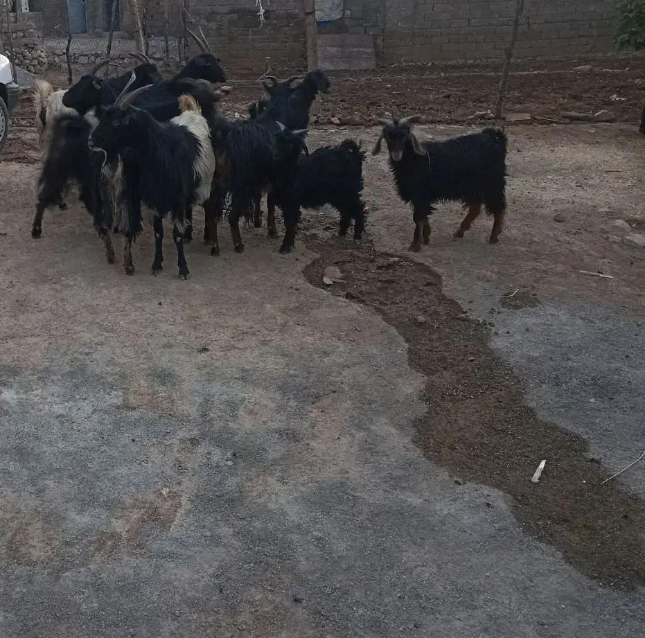 فروشی|حیوانات مزرعه|کوهدشت, |دیوار