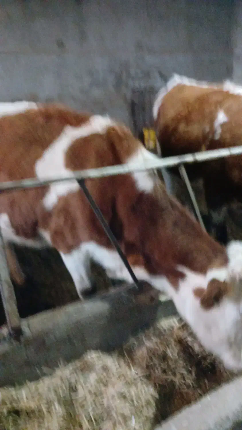 گاوابستن|حیوانات مزرعه|تاکستان, |دیوار