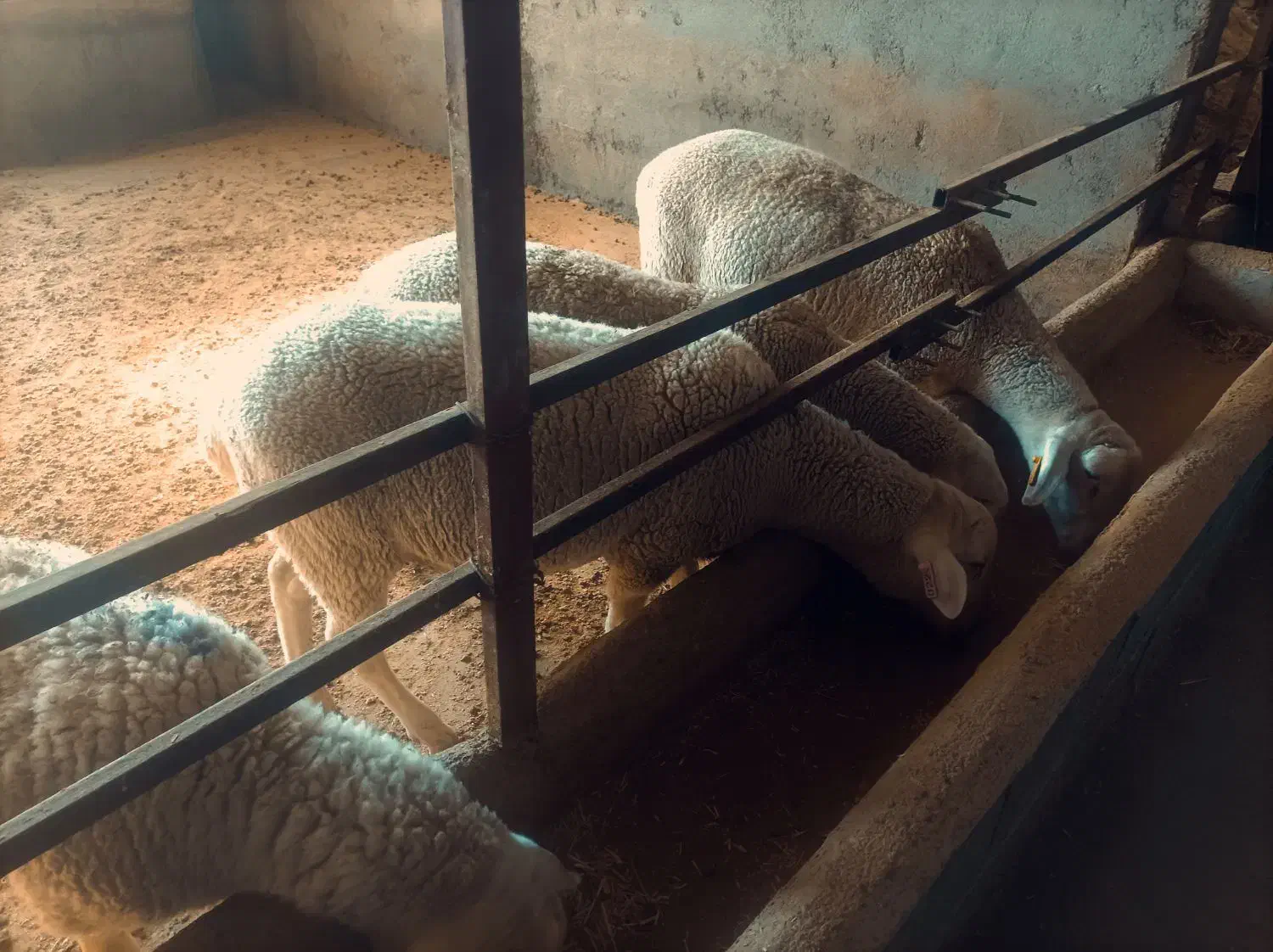 بره لاکن|حیوانات مزرعه|چناران, |دیوار