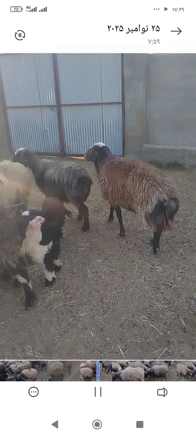 12راس میش و1قوچ افشاری|حیوانات مزرعه|شهرضا, |دیوار