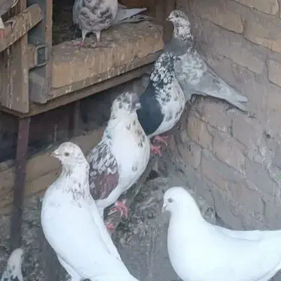 کبوتر پرشی|پرنده|تفت, |دیوار