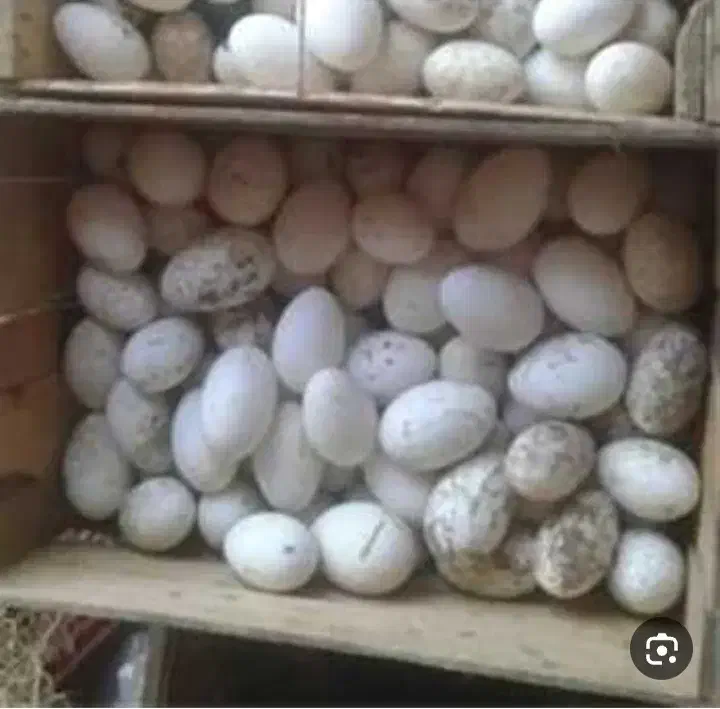 فروش تخم غاز واردک روسی ومحلی نطفه دار|حیوانات مزرعه|ساری, |دیوار