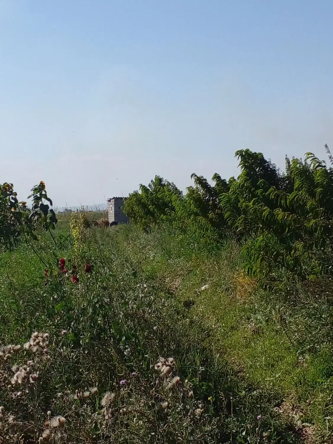 زمین باغ گیلانده|فروش دفتر صنعتی، کشاورزی، تجاری|اردبیل, |دیوار