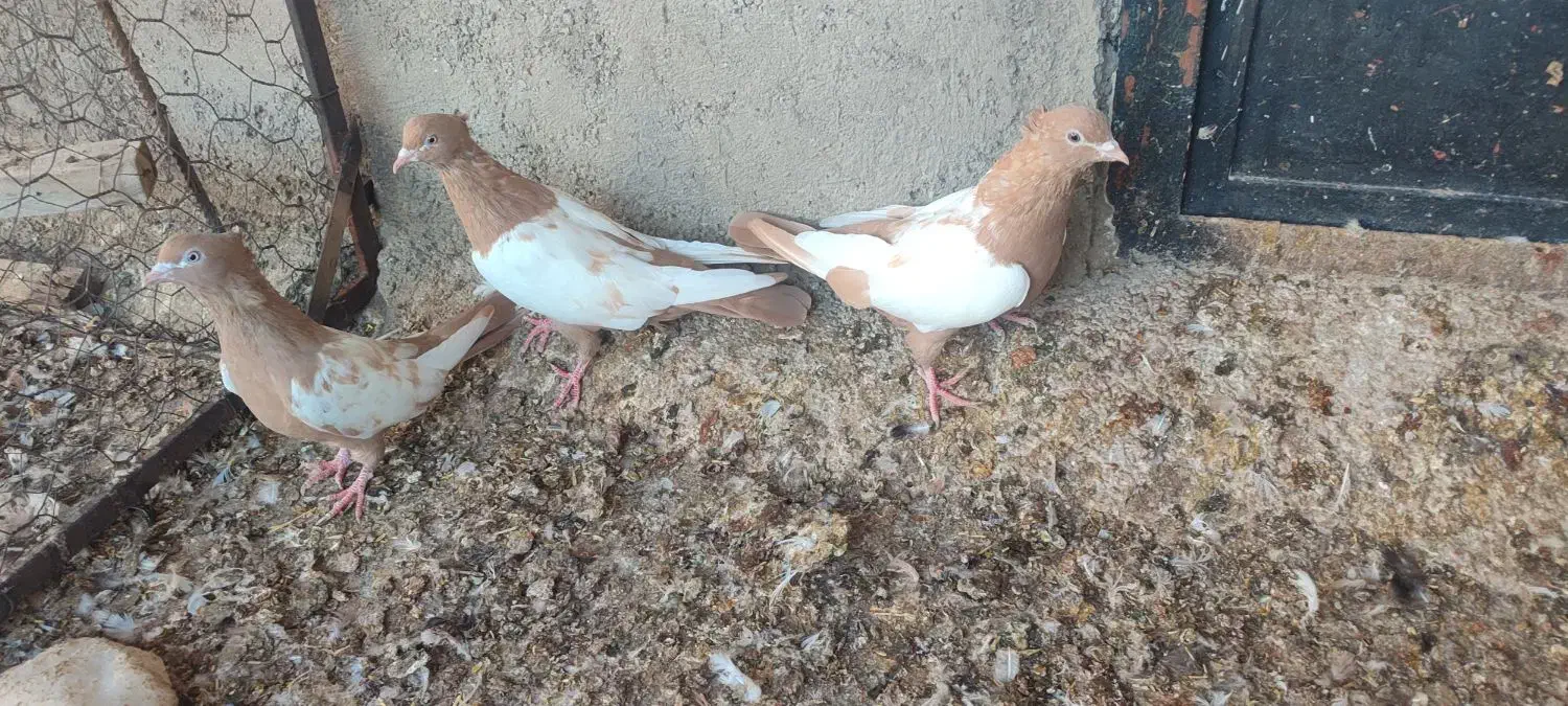جوجه سینه زرد|پرنده|میانه, |دیوار