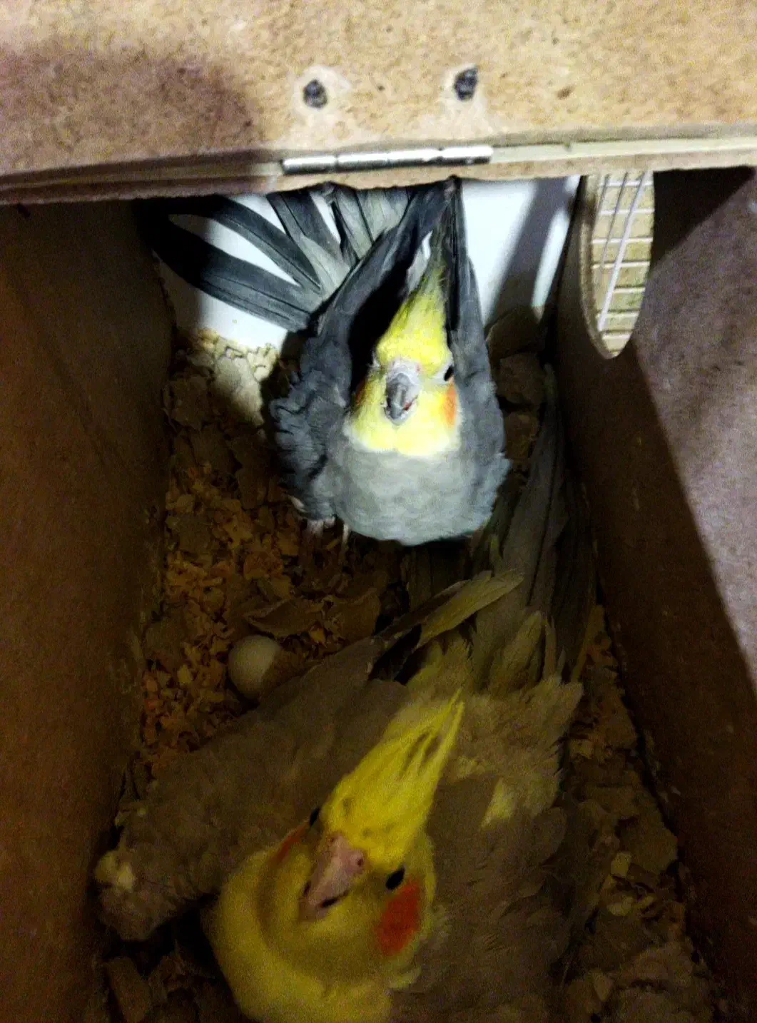 جفت عروس هلندی همراه دوتا جوجه|پرنده|زاهدان, |دیوار