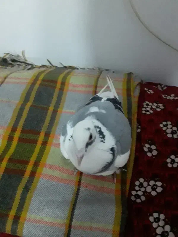 کبوتردوبرصیدشده|پرنده|سراب, |دیوار