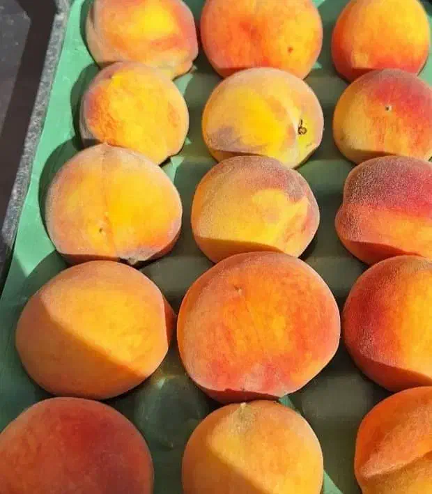 نهال گردو بادام هلو سیب آلو زردآلو آلبالو گیلاس|خدمات باغبانی و درختکاری|دورود, |دیوار