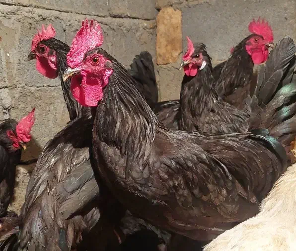 ۶عدد خروس مشکی زاغ محلی درشت ۷ماهه جوان فسا|حیوانات مزرعه|فسا, |دیوار