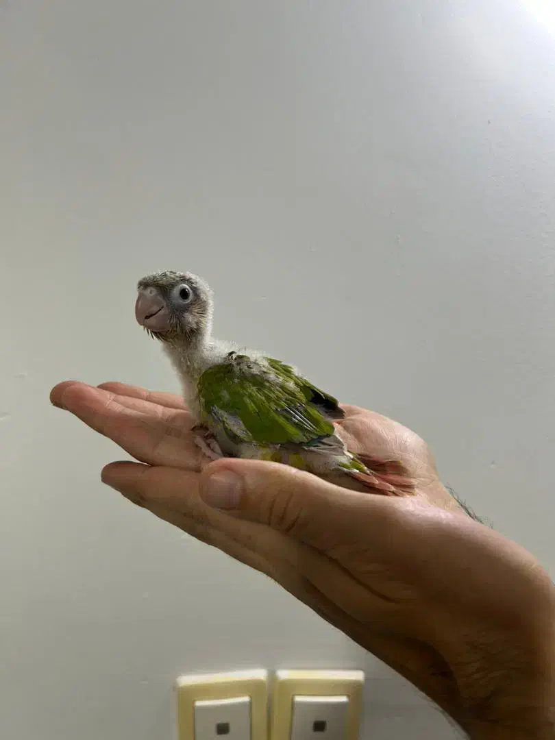 گرینچیک سرلاکی نژاد سینامون|پرنده|کلاردشت, |دیوار