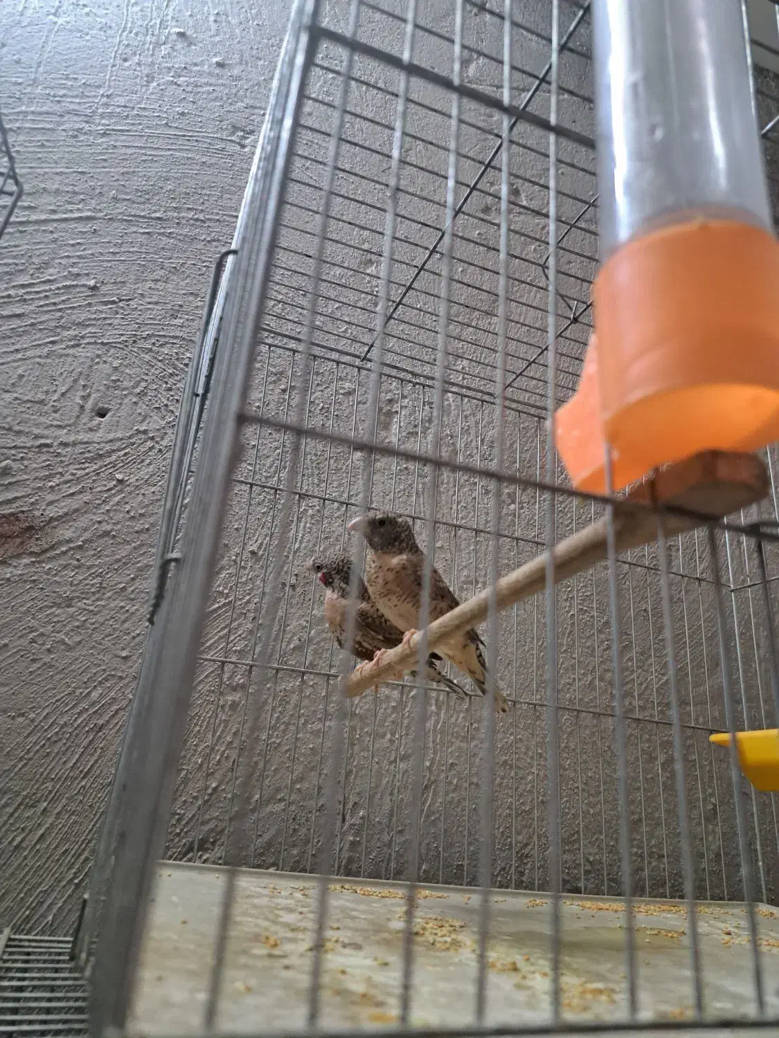 فنچ گلوبریده|پرنده|پاکدشت, پاکدشت (مامازند)|دیوار