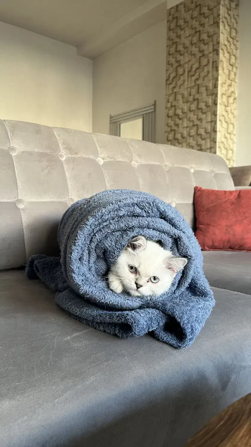 بریتیش آلفا سفید چشم آبی|گربه|کرمانشاه, |دیوار