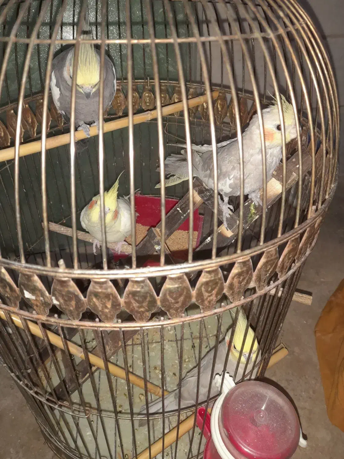 ۶تا عروس هلندی دوتاش حرف زن|پرنده|قم, زاویه|دیوار