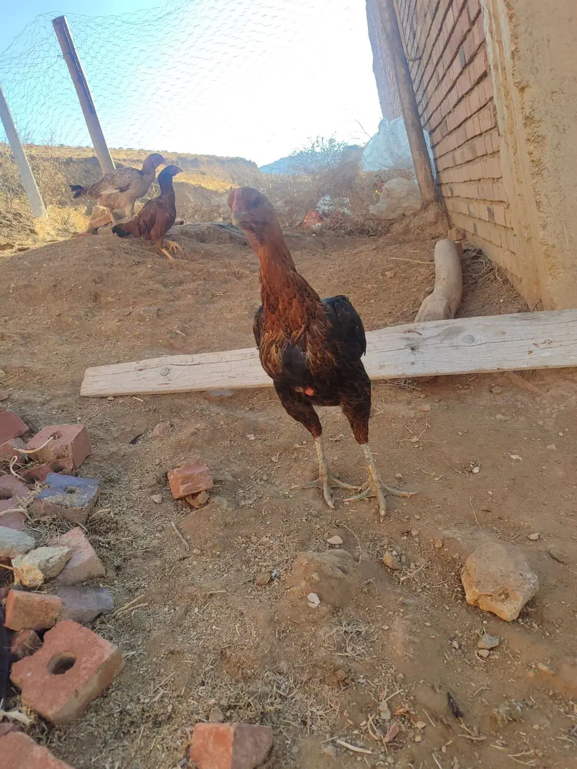 مرغ لاری|حیوانات مزرعه|سقز, |دیوار