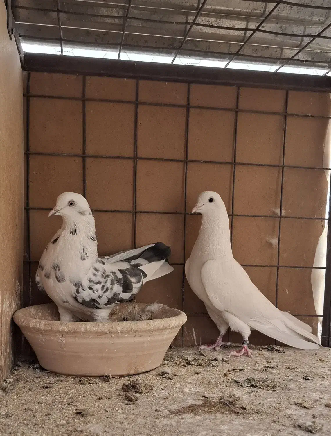 دو جفت پرشی|پرنده|بافق, |دیوار