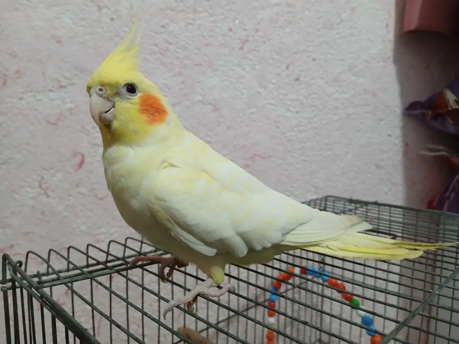 عروس هلندی ماده ۱۱ ماهه به شدت دستی|پرنده|کنارک, |دیوار