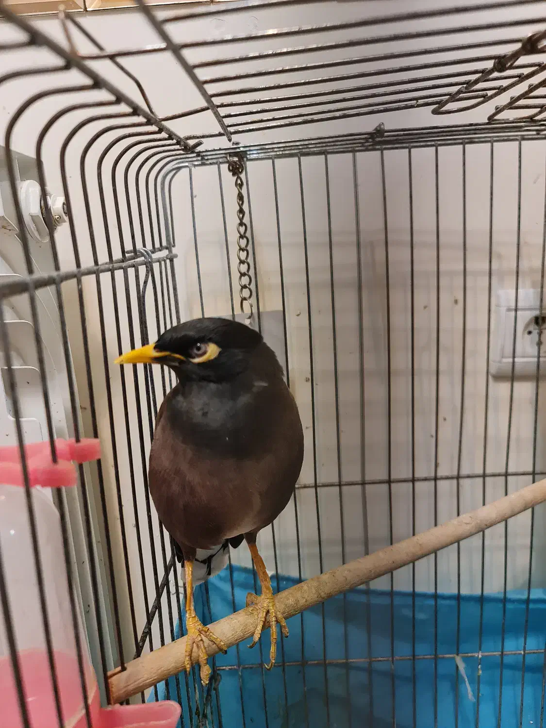 پرنده مینا سخنگو به همراه قفس و متعلقات|پرنده|تهران, شهران شمالی|دیوار