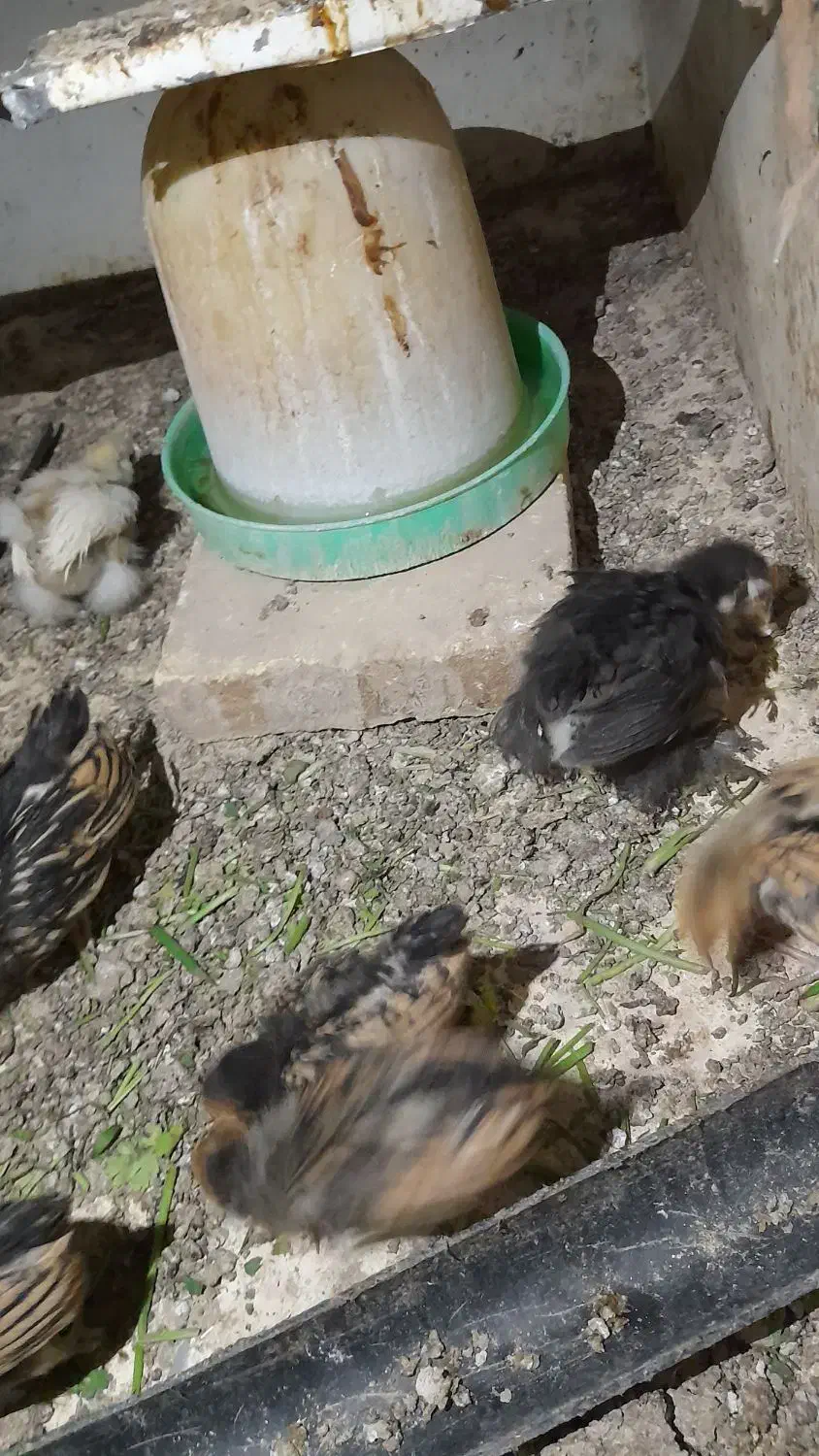 جوجه مرغ|حیوانات مزرعه|کاشمر, |دیوار