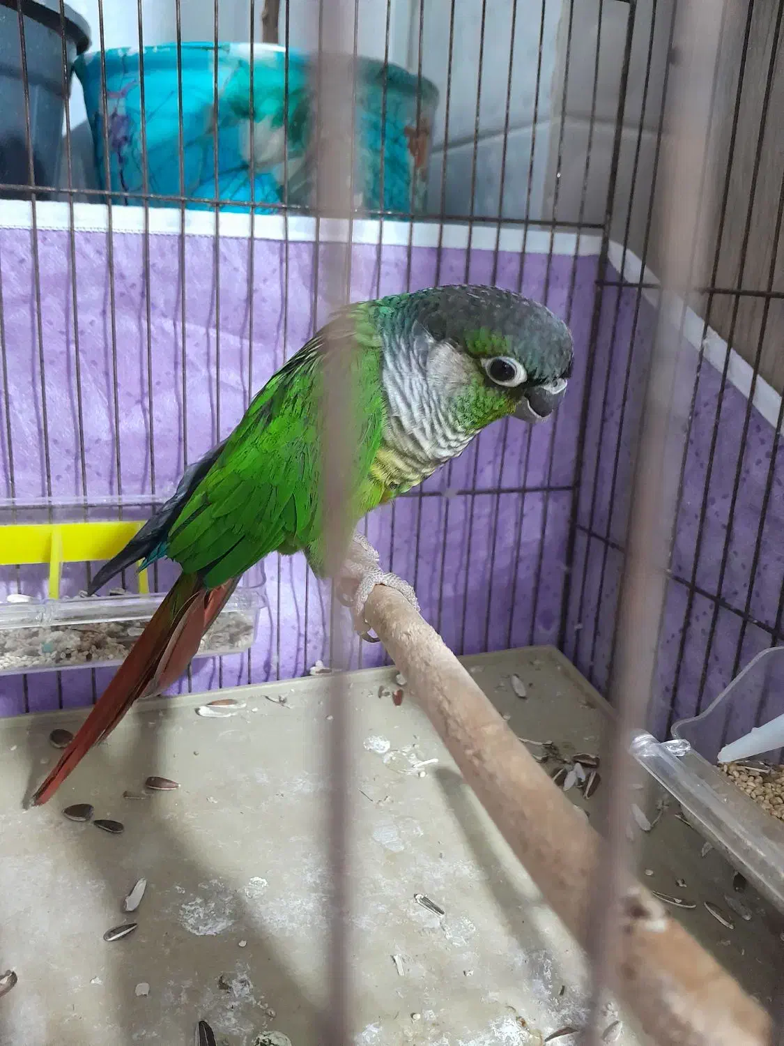 گرینچیک نر|پرنده|نقده, |دیوار