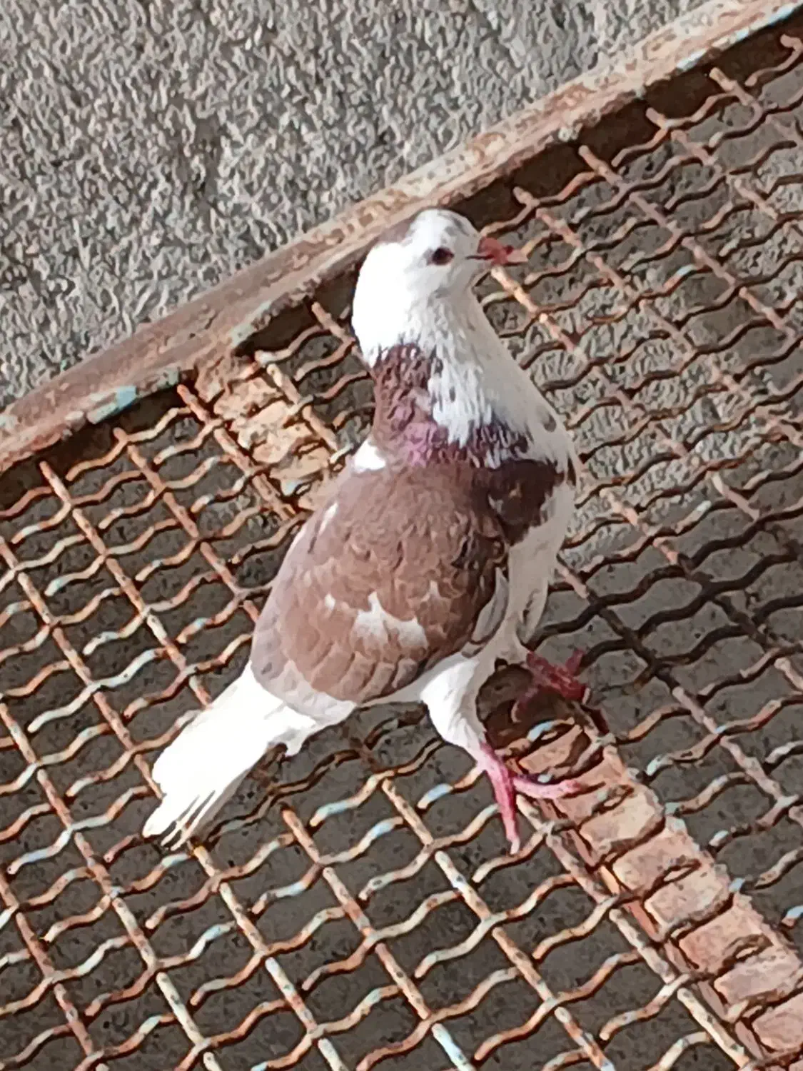 کبوتر یال گلی|پرنده|کوه چنار, |دیوار