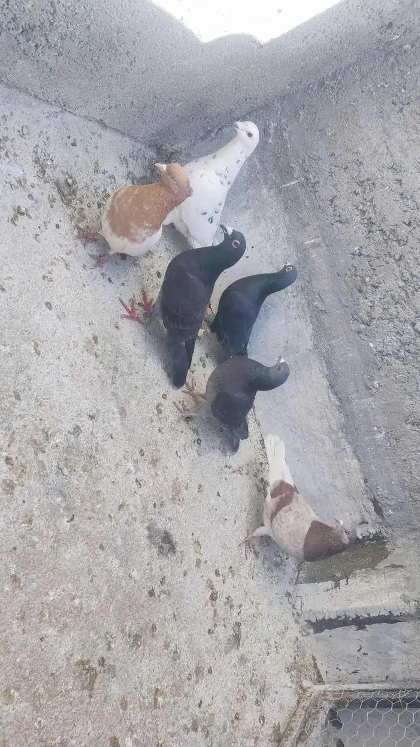 کفتر|پرنده|شیراز, کوشک میدان|دیوار